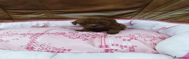 Caniche Toy 2
