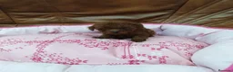 Caniche Toy perros en venta: CANICHE TOY  - Anuncio 3