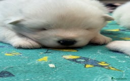 Samoyedo perros en venta: Único samoyedo disponible  - Imagen 3
