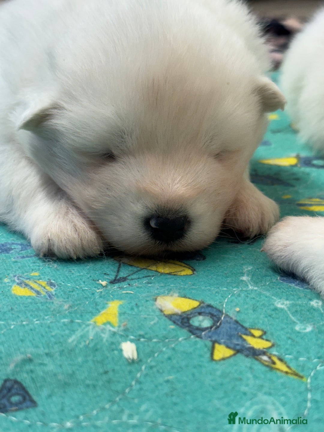 Samoyedo perros en venta: Único samoyedo disponible  - Imagen 3