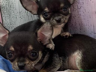 Chihuahua perros en venta: Chihuahua toy macho disponible !!! - Anuncio 2