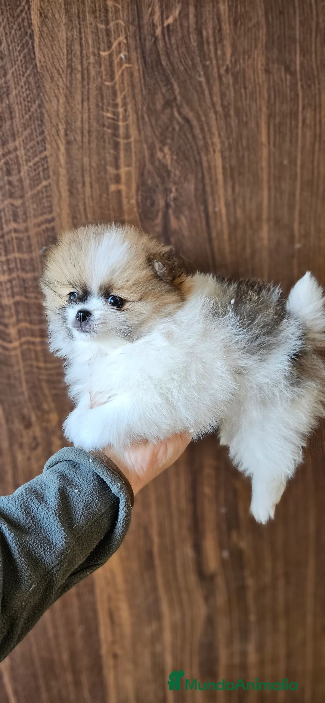Pomerania perros en venta: Lulú d pomerania  - Anuncio 1