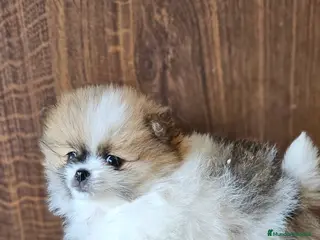 Pomerania perros Lulú d pomerania - Anuncio 28