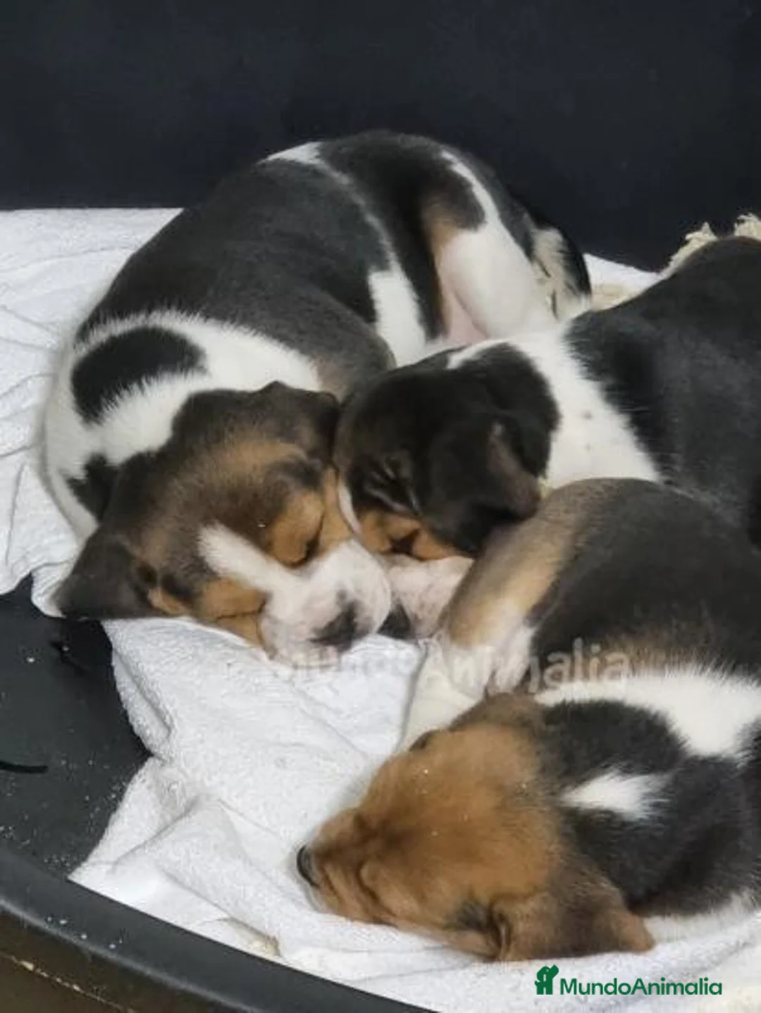 Imagen de galería {{count}}