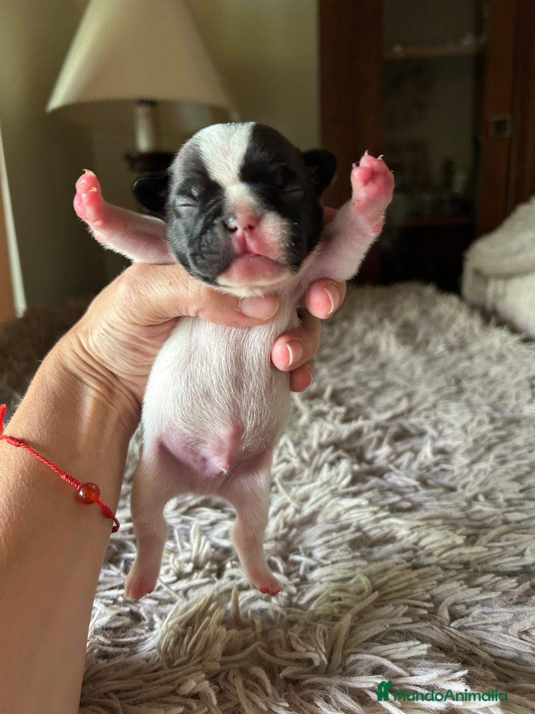 Bulldog Francés perros en venta: Bulldog francés  - Imagen 3