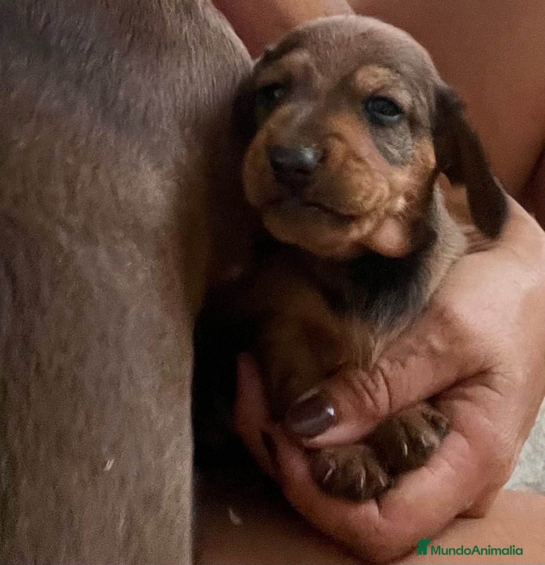 Teckel Miniatura perros en venta: Teckel miniatura criadero valencia Madrid Barcelo en Valencia - Imagen 5