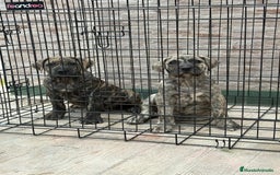 Dogo Canario perros en venta: Cachorras de presa canario  - Imagen 1