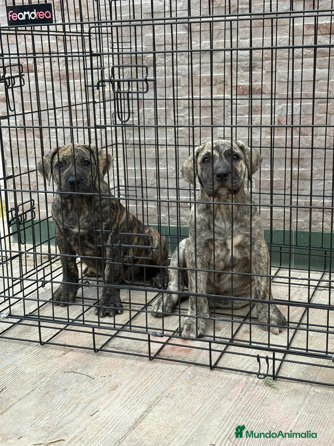 Dogo Canario perros en venta: Cachorras de presa canario  - Imagen 1