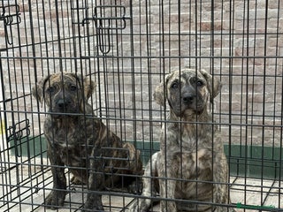 Dogo Canario perros - Anuncio 1