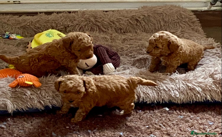Caniche Enano perros - Anuncio 1