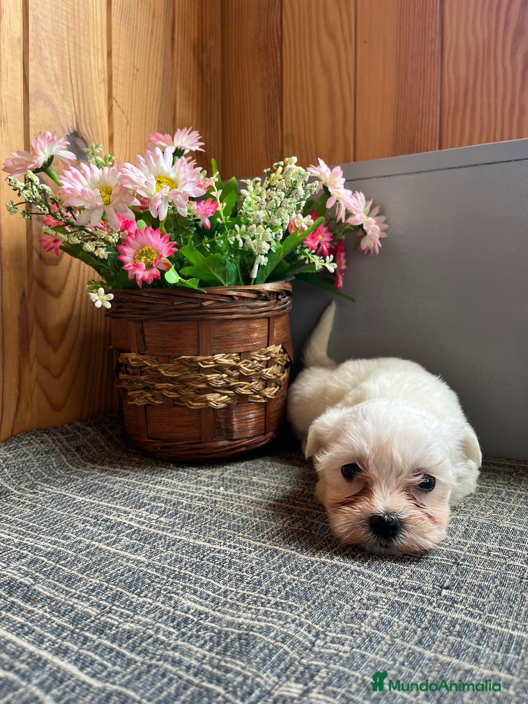 Bichón Maltés perros en venta: Preciosos Bichones Malteses  - Anuncio 2