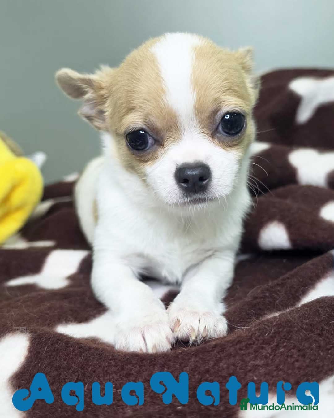 Chihuahua perros Chihuahua Hembra DCD 7749 AQUANATURA - Anuncio 1