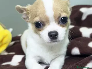 Chihuahua perros Chihuahua Hembra DCD 7749 AQUANATURA - Anuncio 1