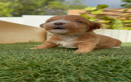 Maltipoo perros en venta: MALTIPOO - Imagen 4