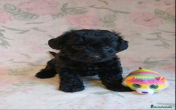Yorkshire Terrier perros en venta: HEMBRA TOY YORKIE-POO  - Imagen 3