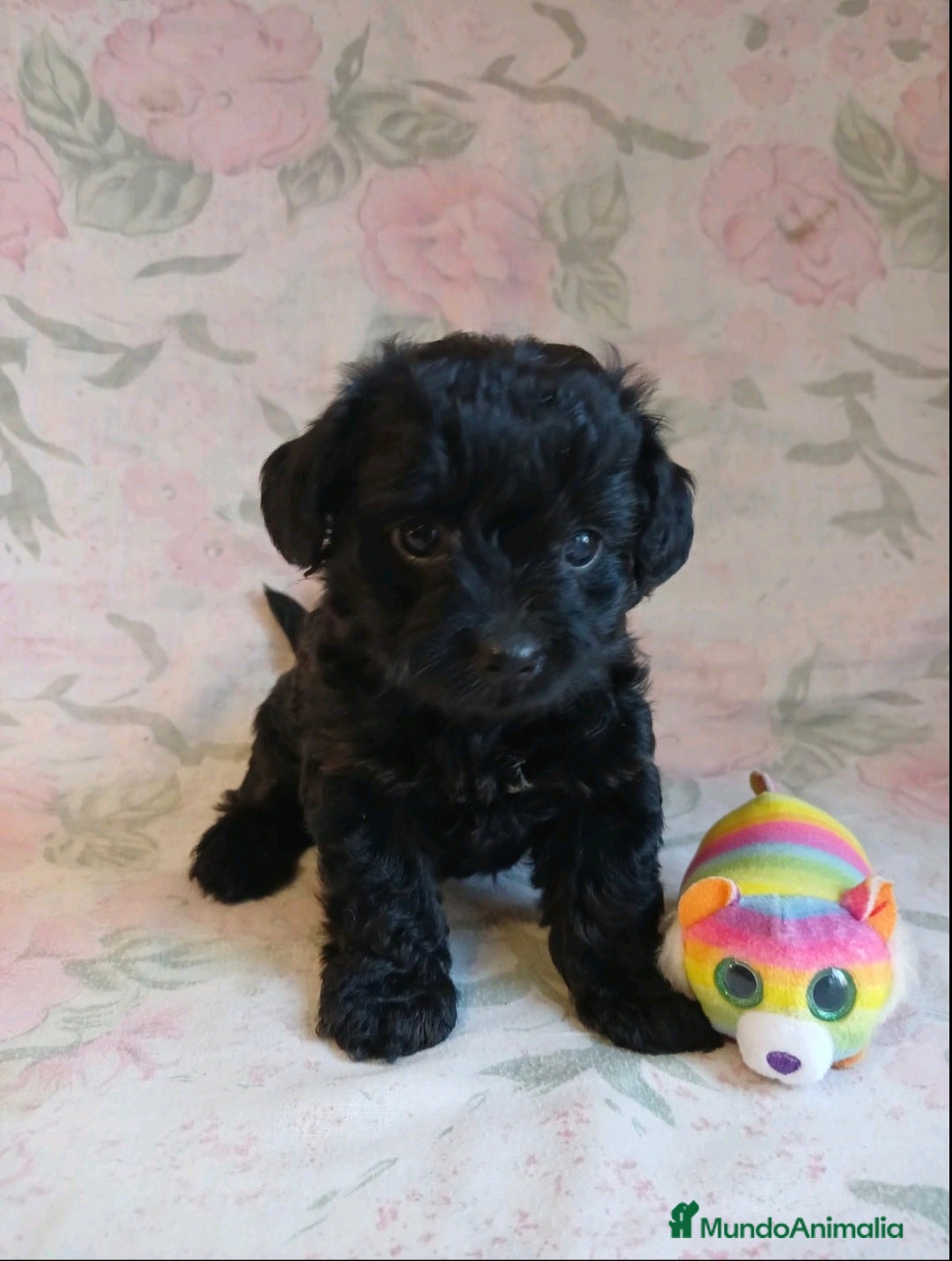 Yorkshire Terrier perros en venta: HEMBRA TOY YORKIE-POO  - Imagen 3