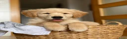Golden Retriever perros en venta: CACHORROS DE GOLDEN RETRIEVER  - Anuncio 1