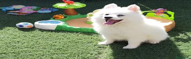 Pomsky 4