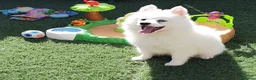 Pomsky perros en venta: Pomsky minis - Anuncio 1