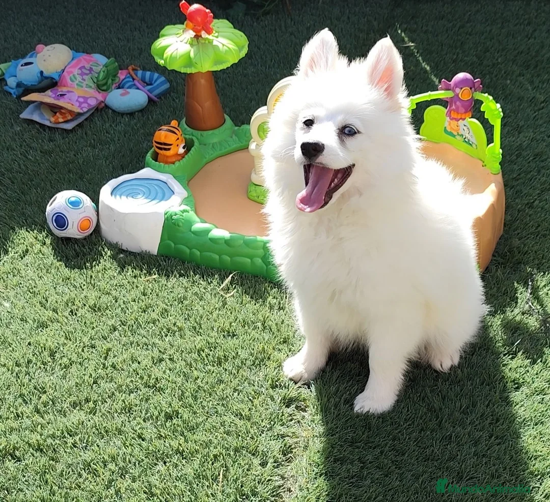 Pomsky perros en venta: Pomsky minis - Anuncio 1