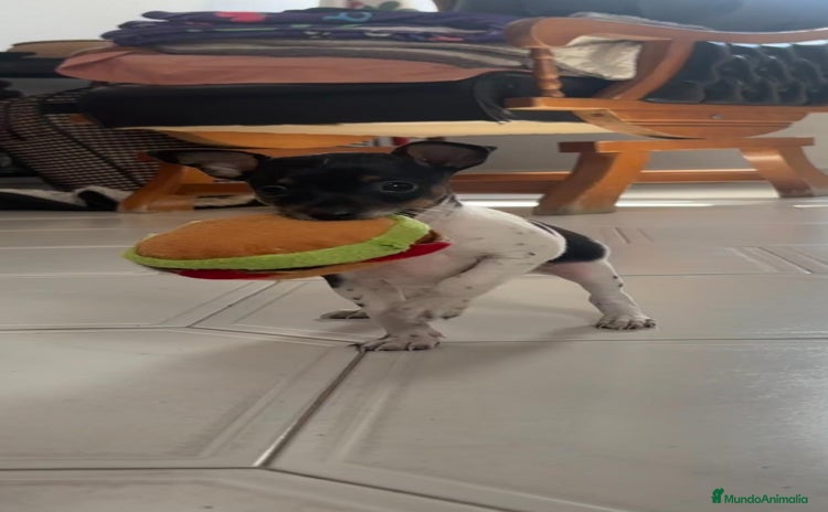 Ratón de Praga perros - Anuncio 10