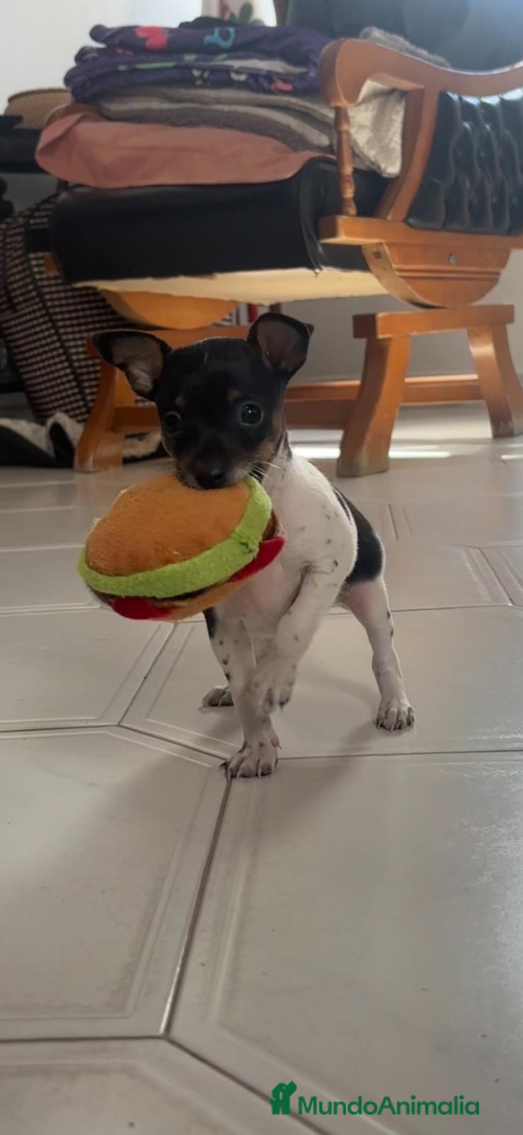 Ratón de Praga perros en venta: Último cachorros de ratón de Praga  - Imagen 1