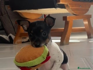 Ratón de Praga perros - Anuncio 1