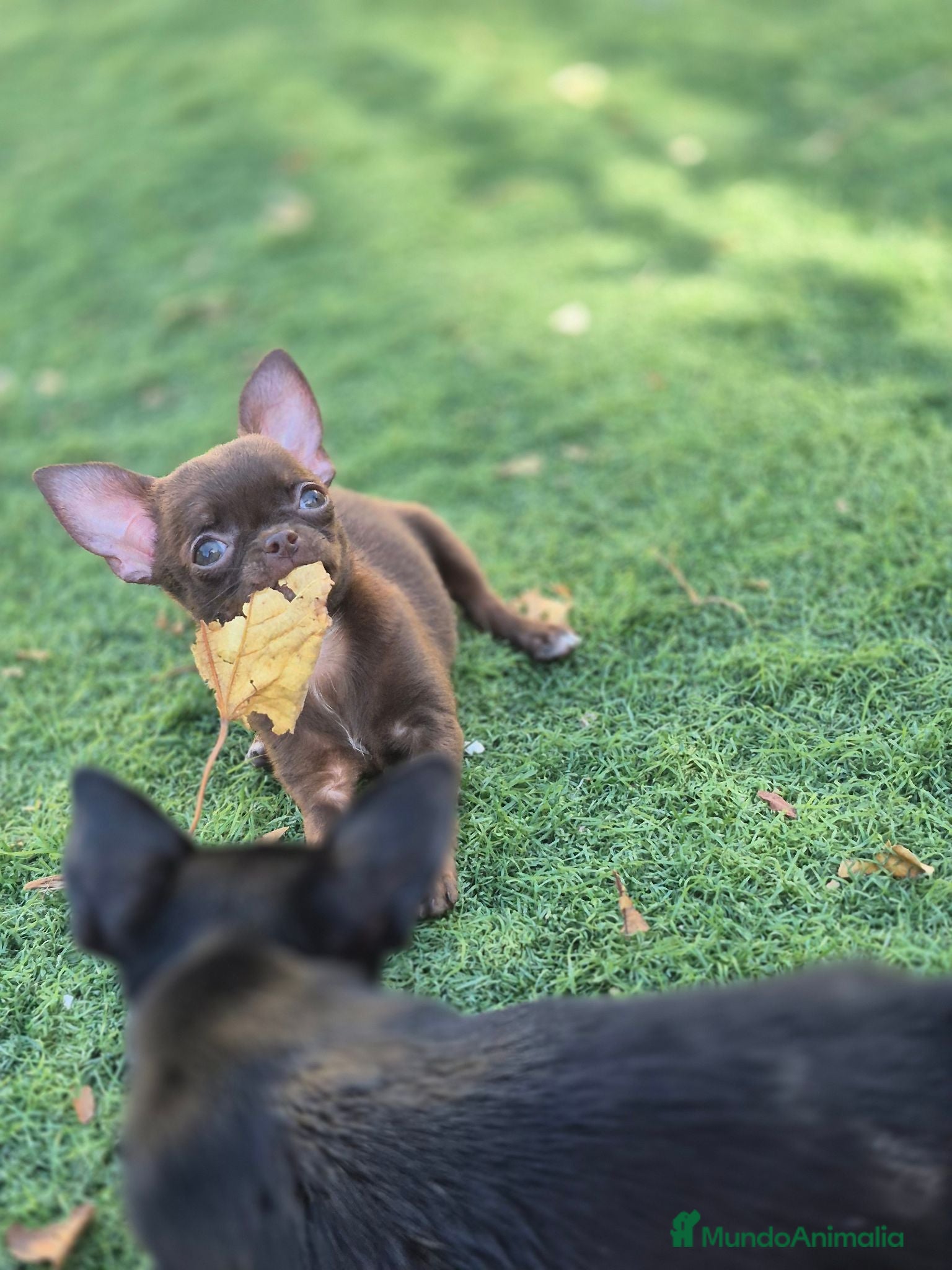 Chihuahua perros Chihuahuas 🍫 chocolates - Anuncio 1