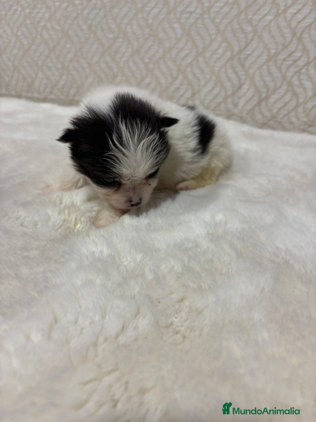 Pomerania perros en venta: Lulu Pomerania macho mini Toy color party - Anuncio 8