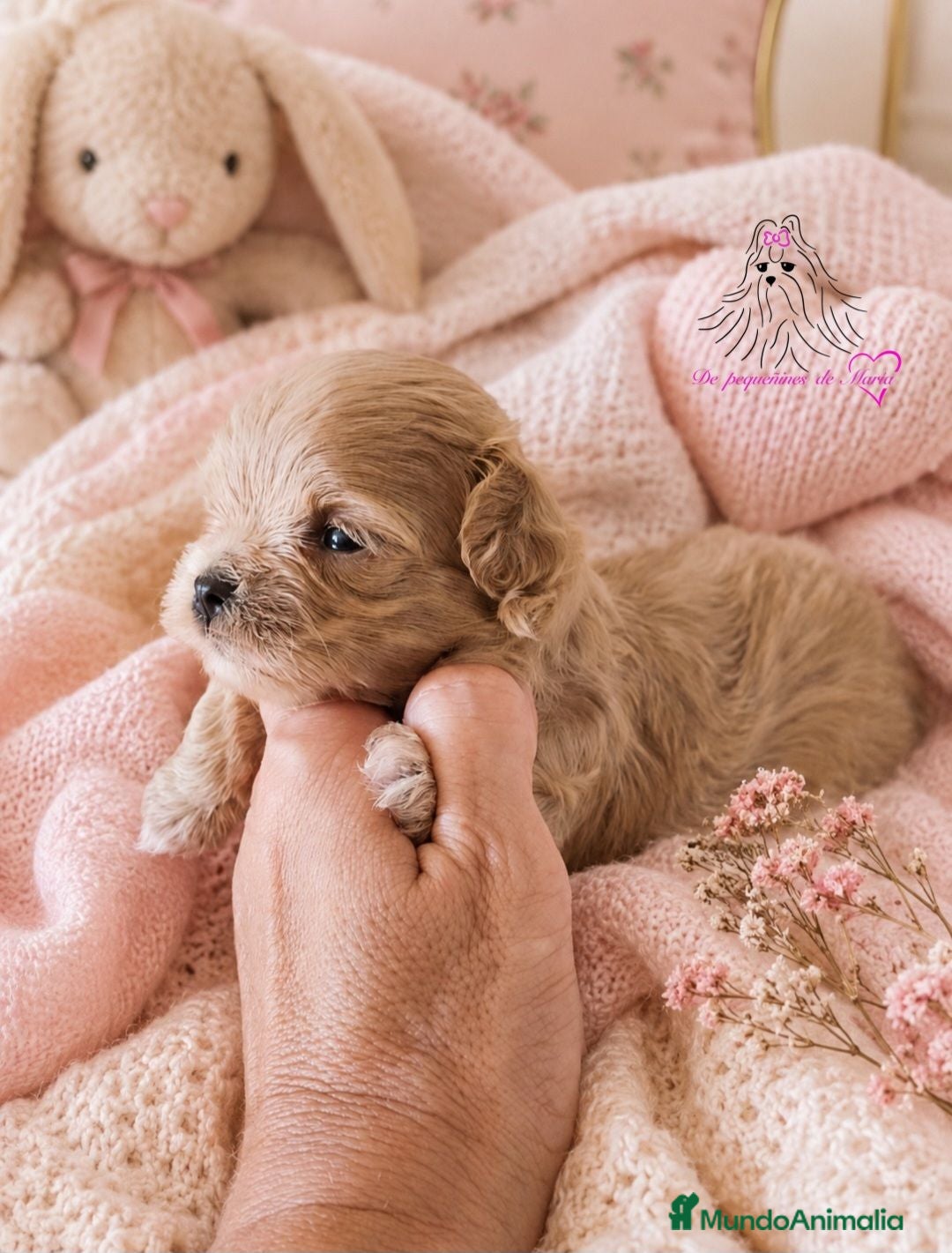 Maltipoo perros MALTIPOO ASIÁTICO MINIATURA  - Anuncio 1