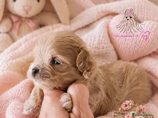 Maltipoo perros MALTIPOO ASIÁTICO MINIATURA - Anuncio 1