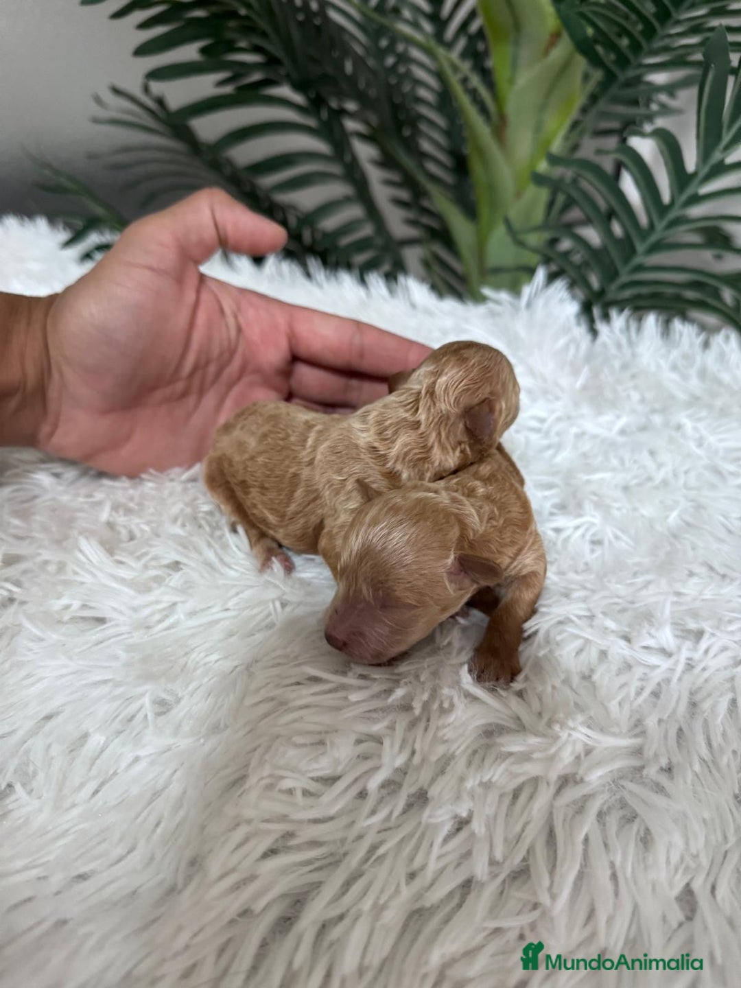 Caniche Toy perros en venta: CANICHE TOY - Imagen 14