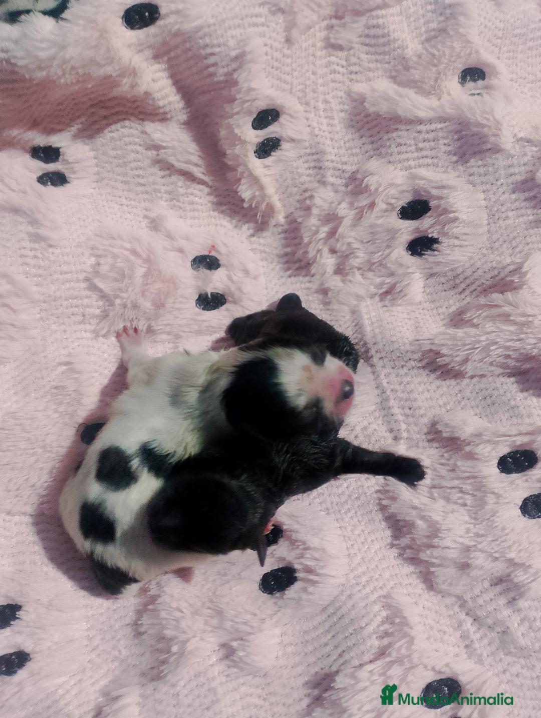 Pomerania perros en venta: Hembras de pomerania enanas  - Anuncio 3