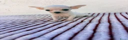 Chihuahua perros en venta: Chihuahua - Anuncio 5