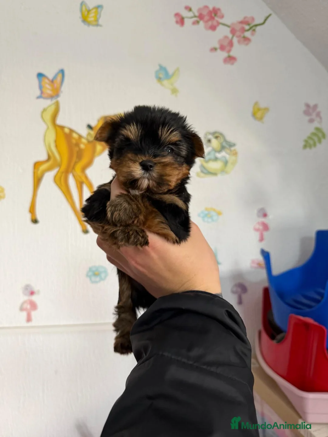 Yorkshire Terrier perros en venta: 👑 Yorkshire Terrier Super Toy – Nivel Alta Gama  - Anuncio 2