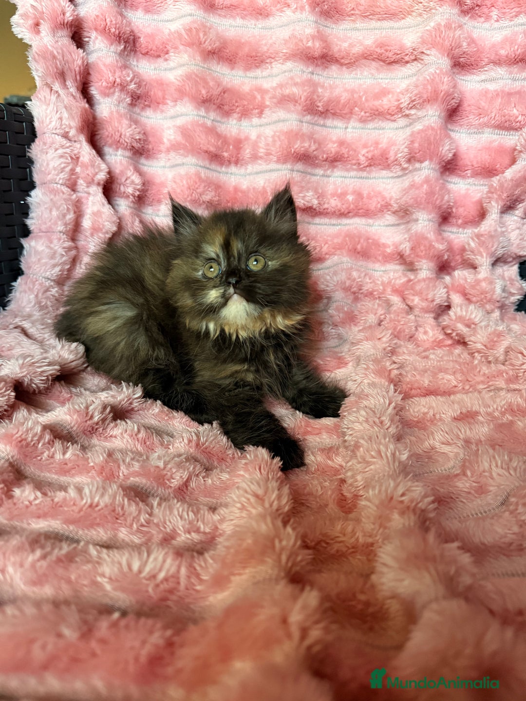 Británico de Pelo Largo gatos en venta: Preciosa gatita tortuga negra - Imagen 2