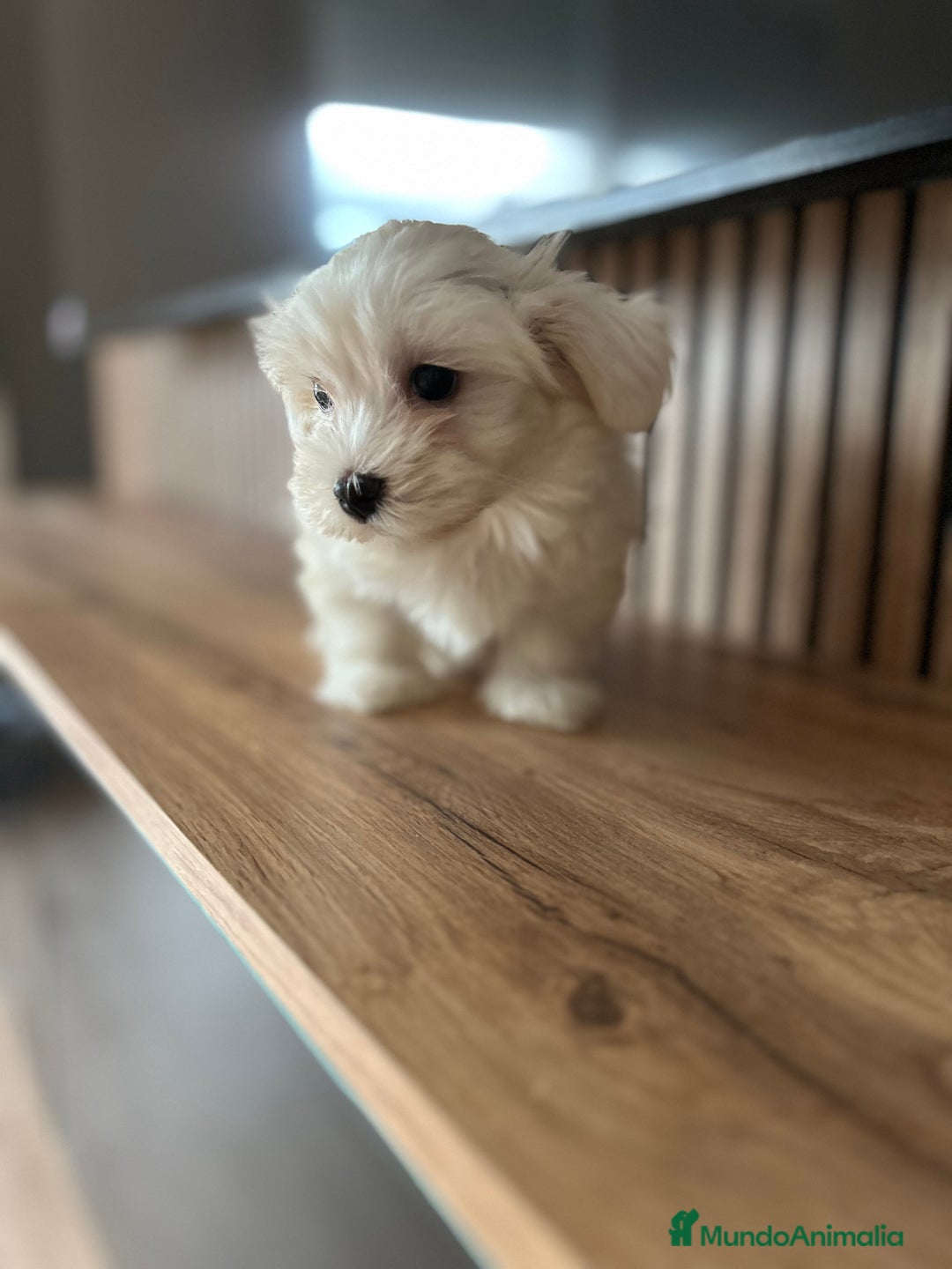 Bichón Maltés perros en venta: Bichon maltés  - Imagen 5