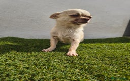 Chihuahua perros en venta: Chihuahua toy - Imagen 3