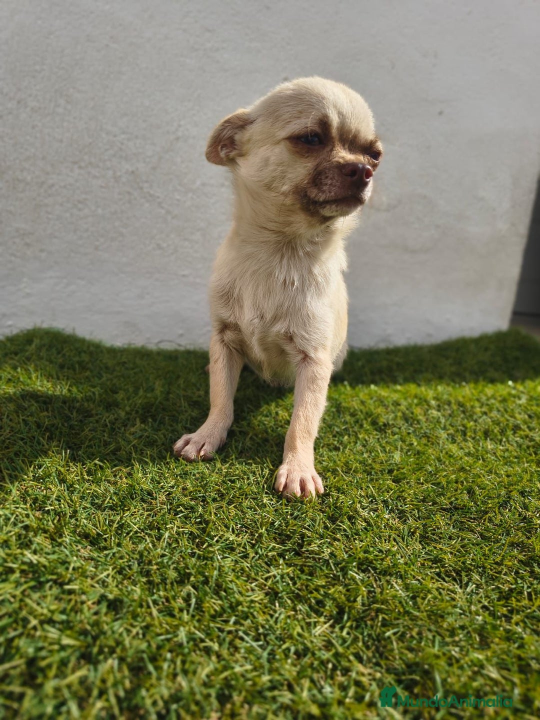 Chihuahua perros en venta: Chihuahua toy - Imagen 3