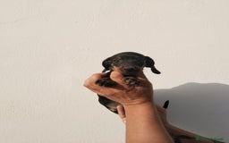 Teckel Miniatura perros en venta: Camada teckel chocolate y arlequín chocolate  - Imagen 5