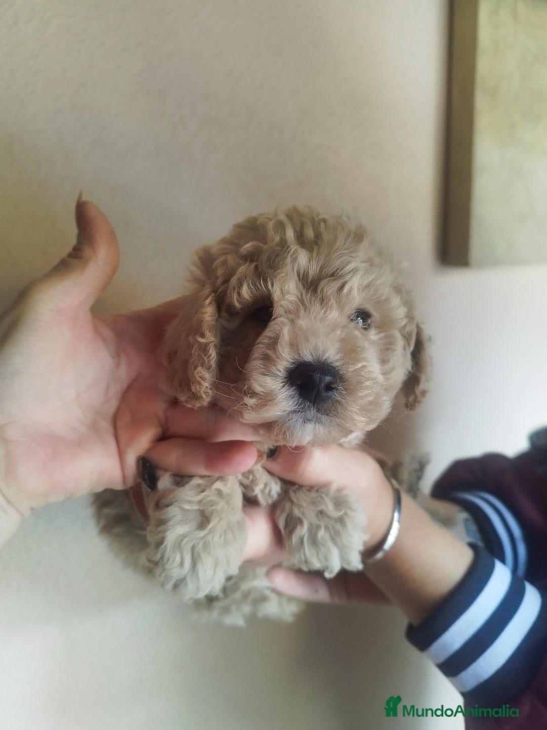 Caniche Toy perros en venta: CANICHES CREMA EXCLUSIVOS - Anuncio 2