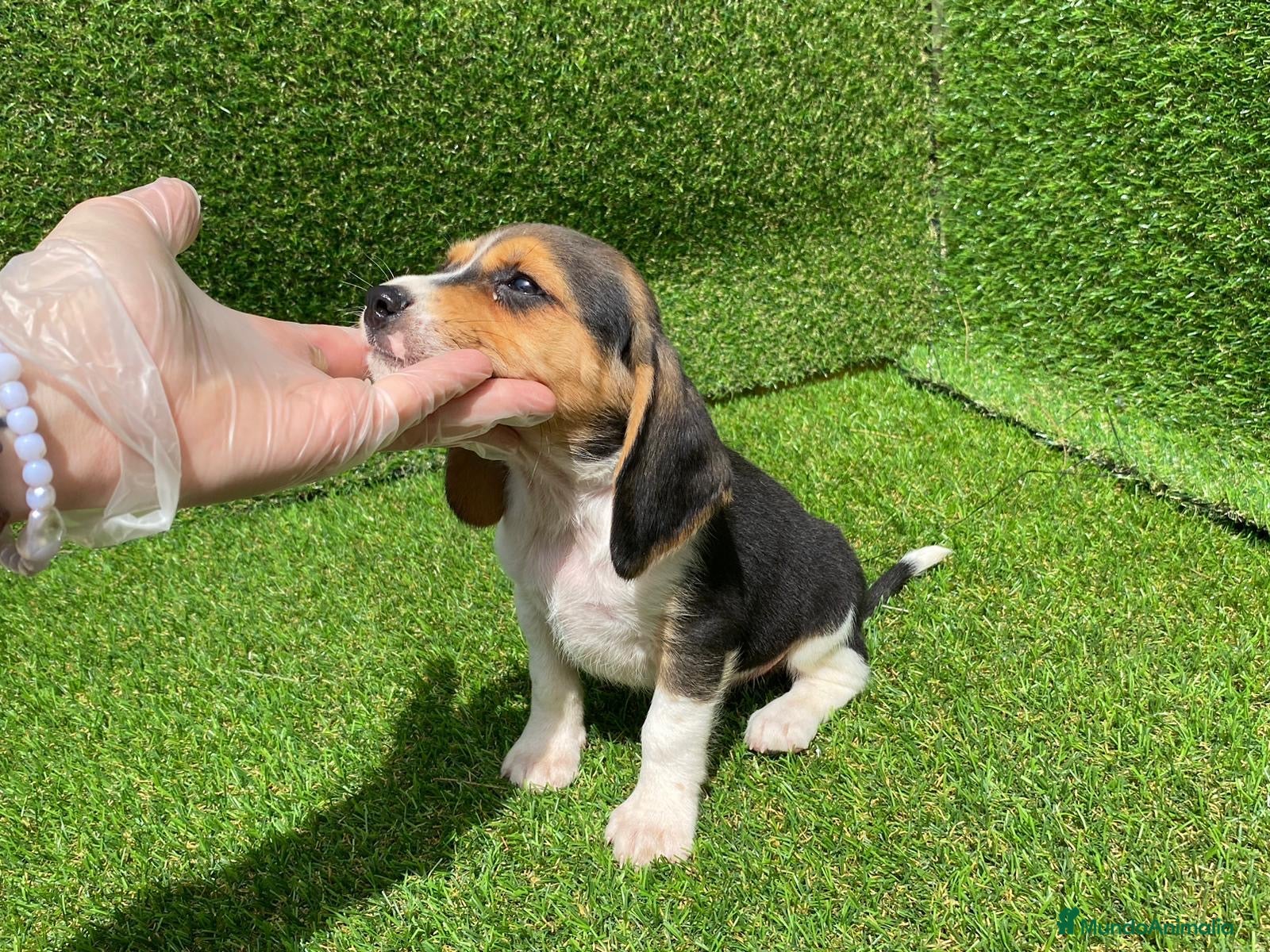 Beagle perros Beagle puppy  en Ciudad Real - Anuncio 1