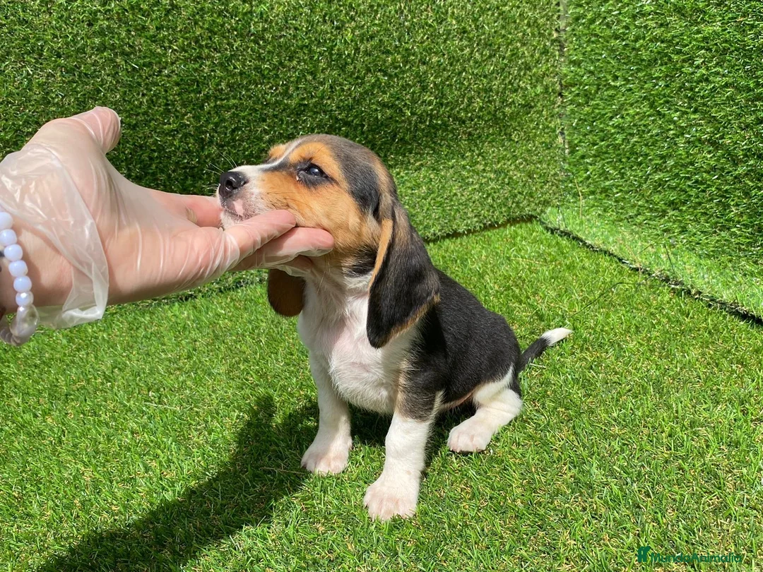 Beagle perros en venta: Beagle puppy  en Ciudad Real - Anuncio 1