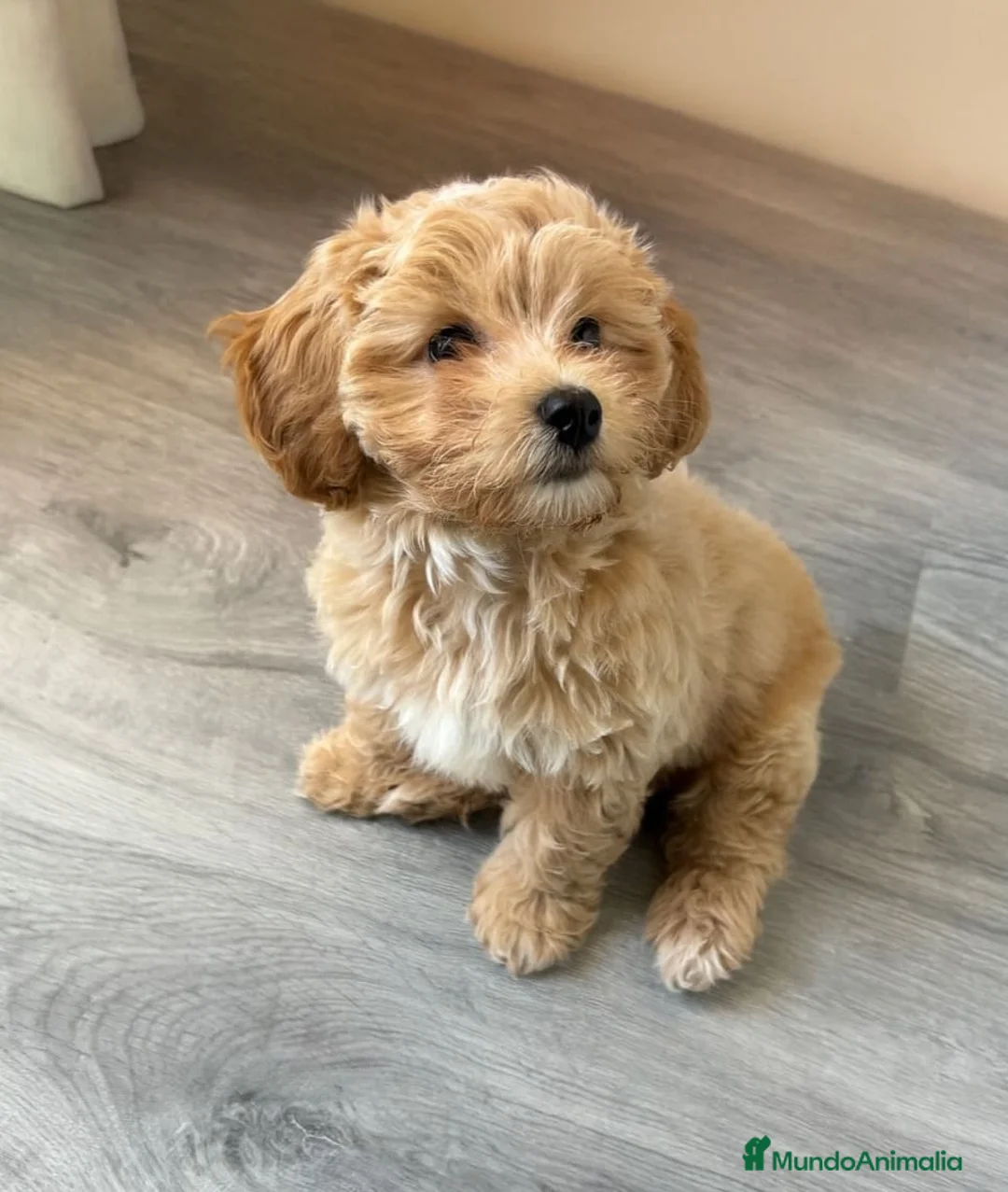 Maltipoo perros en venta: Cachorros  Maltipoo  - Anuncio 1