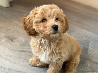 Maltipoo perros Cachorros Maltipoo - Anuncio 1