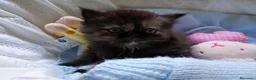 Persa gatos en venta: Disponible una parejita de persa y malayo - Anuncio 12