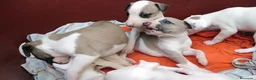 Whippet perros en venta: CACHORROS DE WHIPPET - BARCELONA -  TODA ESPAÑA - Anuncio 1