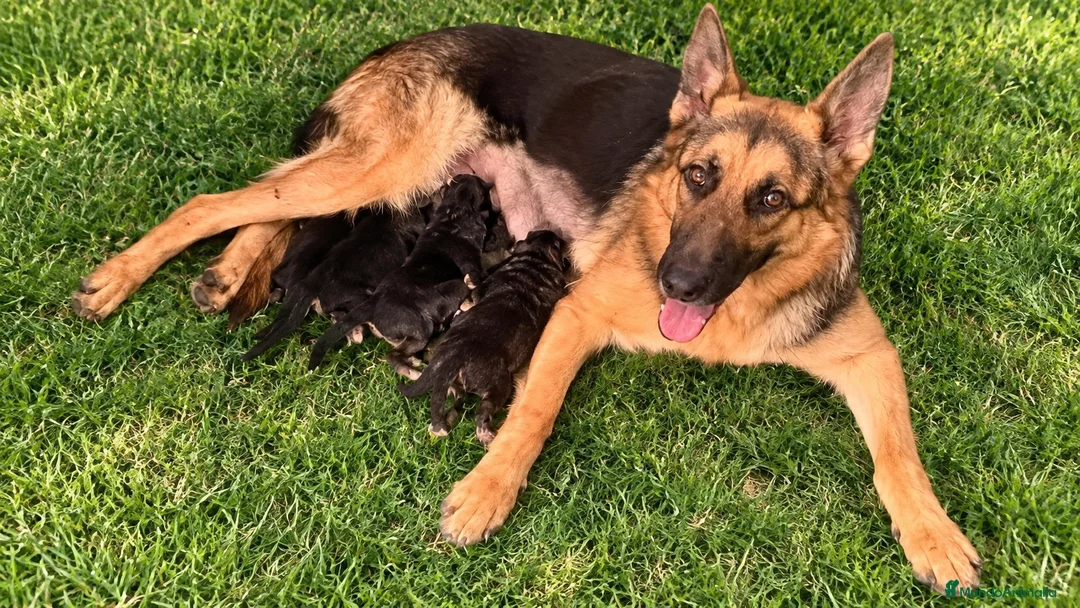 Pastor Alemán perros en venta: PASTOR ALEMAN - Anuncio 1