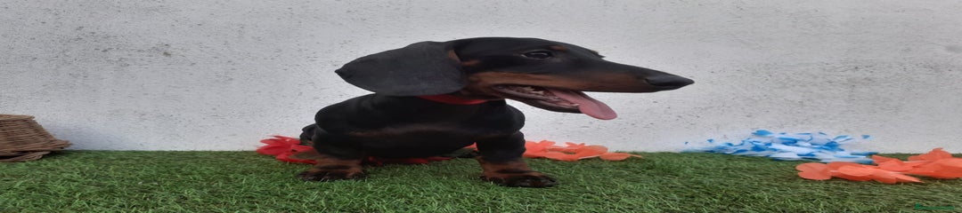 Teckel Cachorro 1