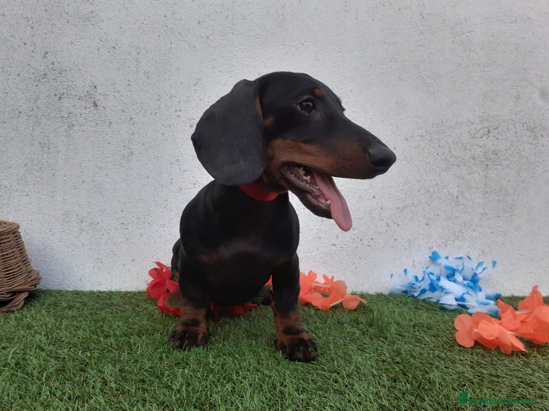Teckel perros en venta: Machotes guapos de Teckel  - Imagen 1